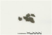 藏品(柱萼苔屬)的圖片